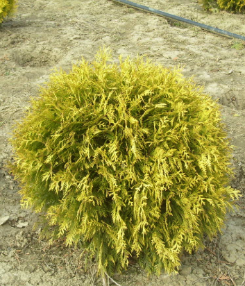 Туя шаровидная высота до 1 метра