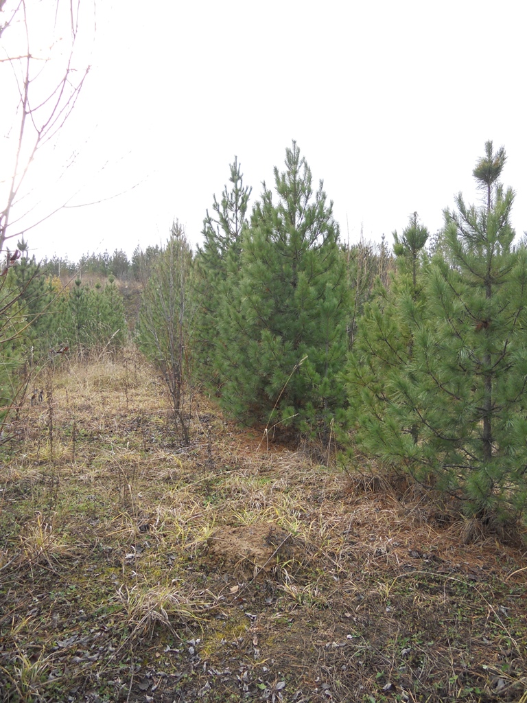 Посадка кедра сибирского