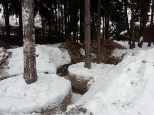 Пересадка деревьев (крупномеров)