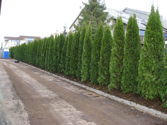 Деревья и кустарники для живой изгороди