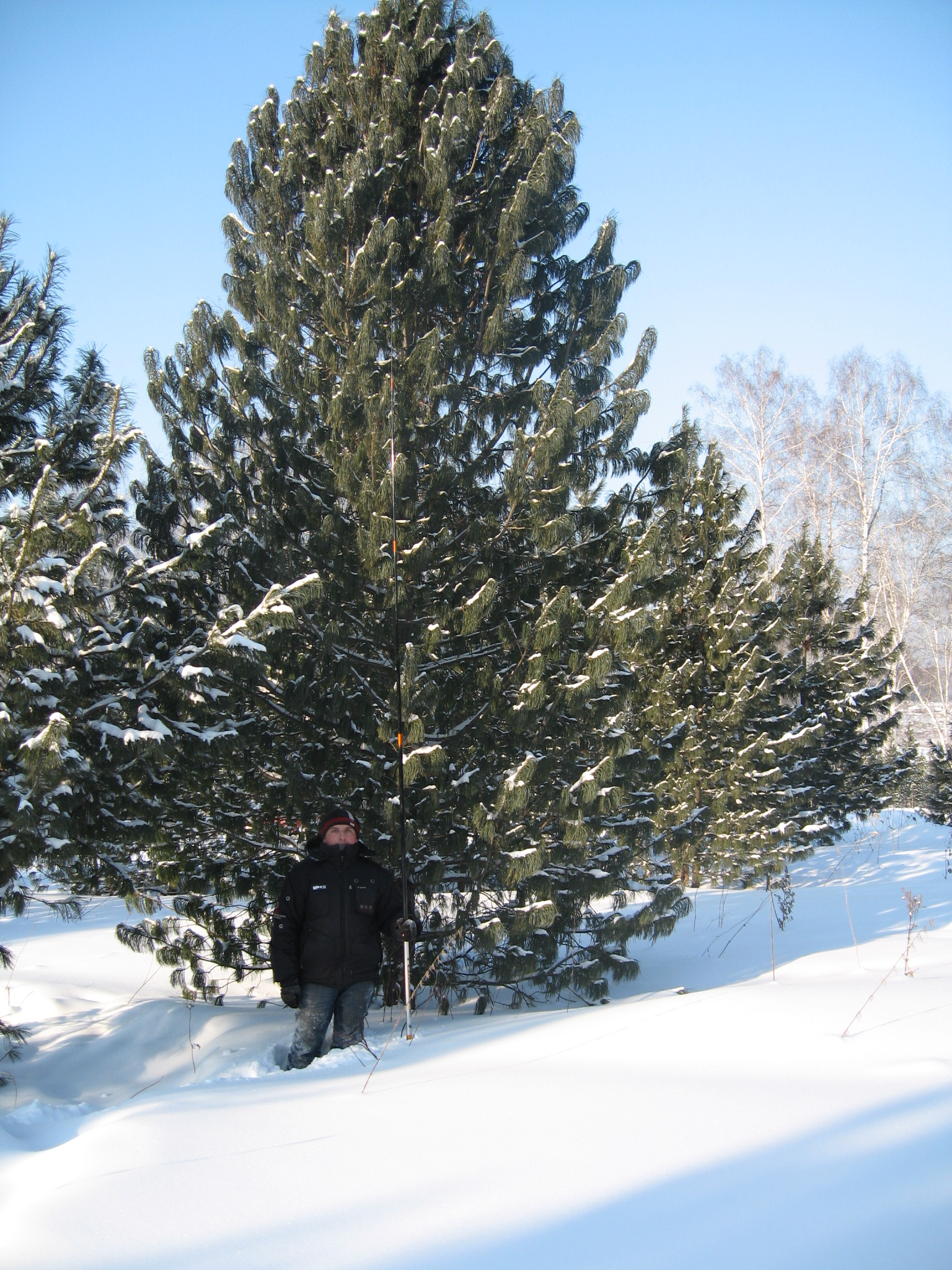 Кедр (сосна кедровая) от 7 до 8 м