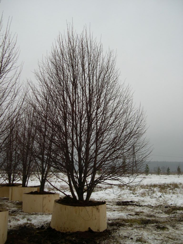 Липа мелколистная от 7 до 8 м