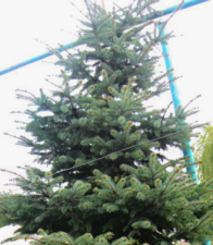 Ель обыкновенная