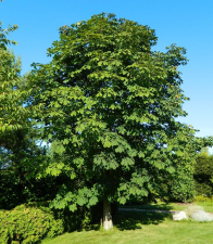 Каштан конский