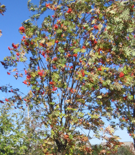 Рябина обыкновенная