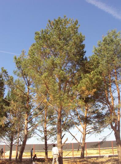 Сосна обыкновенная от 10 до 12 м